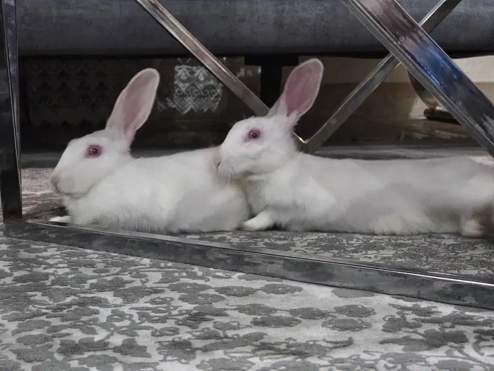 یک جفت خرگوش خانگی با مزه|موش و خرگوش|شیراز, لاله|دیوار