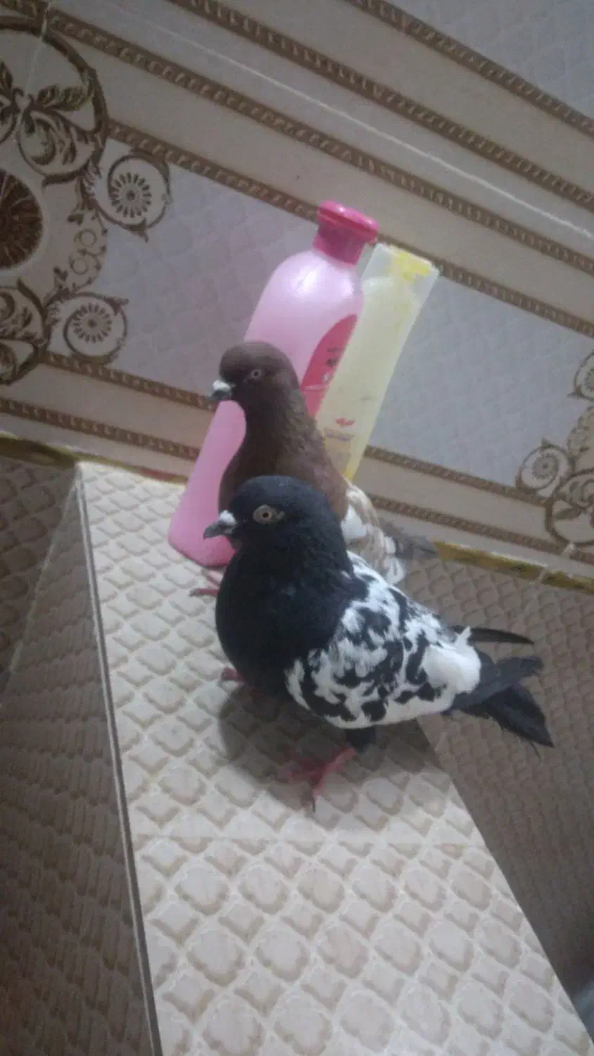 کبوتر سینهای|پرنده|کرباسک, |دیوار