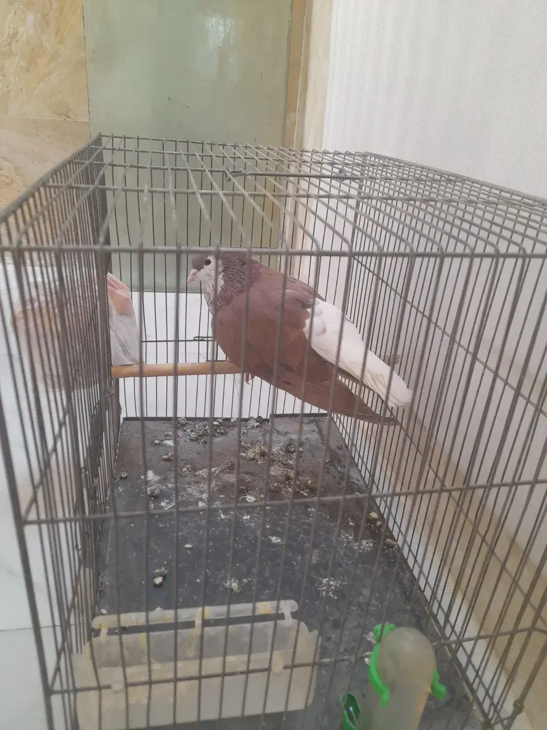 شیر سرخ|پرنده|نیشابور, فردوس شمالی|دیوار