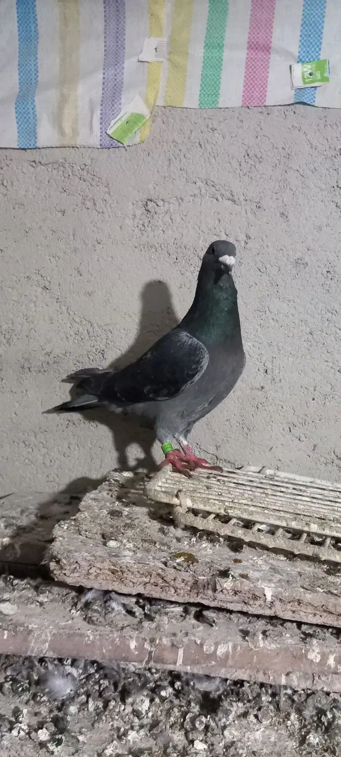 کبوتر دوبر|پرنده|اردبیل, |دیوار