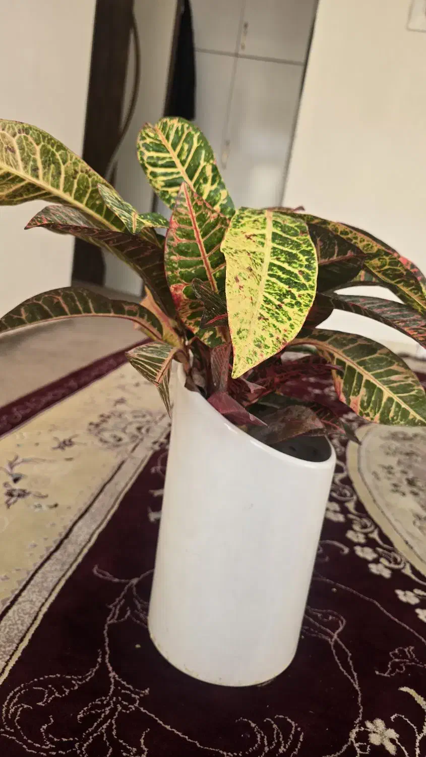 گل و گیاه کروتون|گل و گیاه طبیعی|ایلام, |دیوار