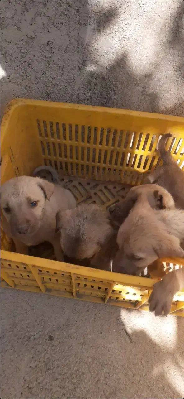 سگ محلی|سگ|ماسوله, |دیوار