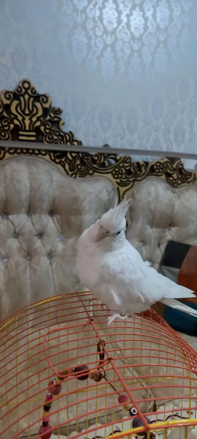 عروس هلندی آلبینو دستی|پرنده|شادگان, |دیوار