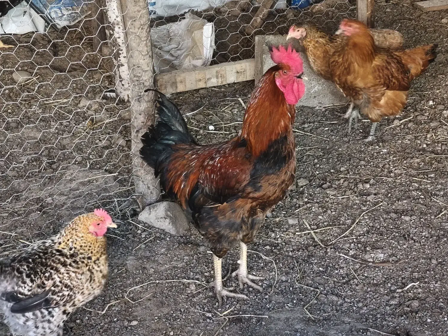 فروش خروس محلی گلپایگانی|حیوانات مزرعه|کلاردشت, |دیوار