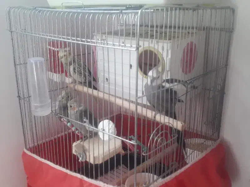 عروس هلندی|پرنده|همدان, |دیوار