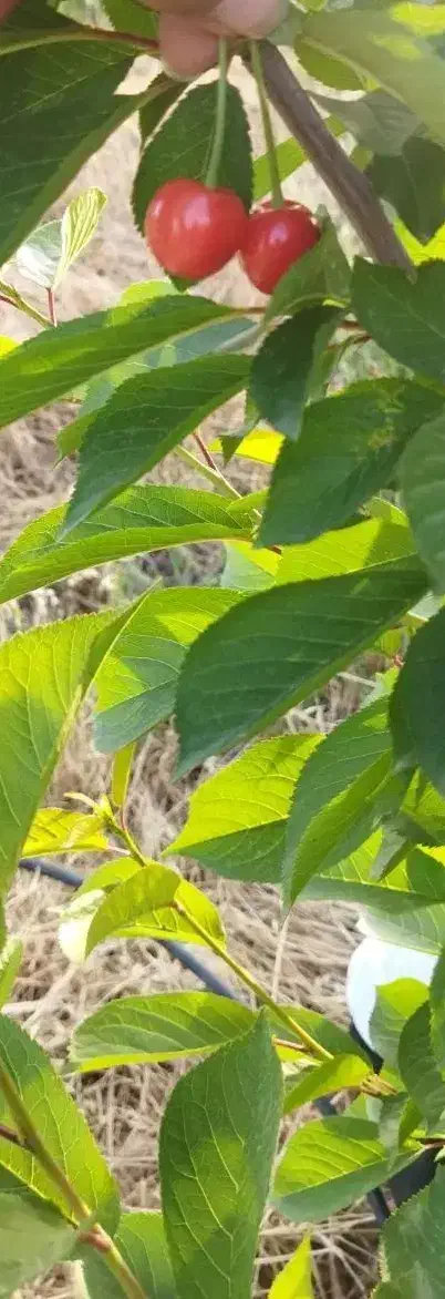 باغ 1500متری،معاوضه با خودرو|فروش زمین و ملک کلنگی|کارزان, |دیوار