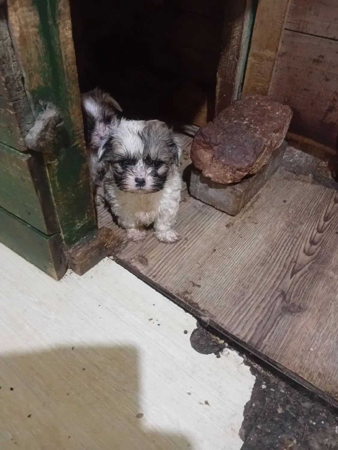 فروش سگ شیتزو|سگ|خرمدره, |دیوار