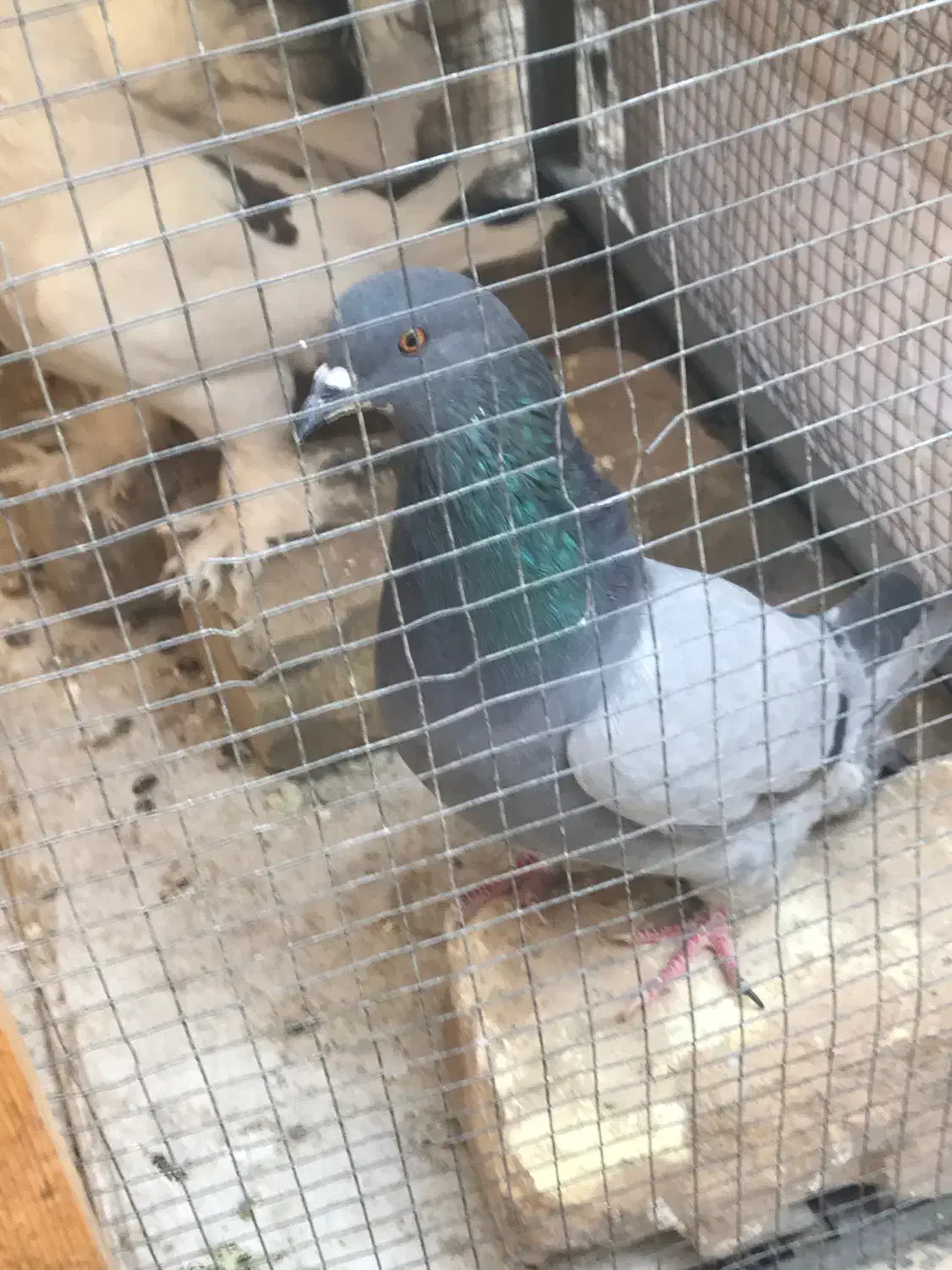 کبوتر نر اصفهانی بازیکن پرشی|پرنده|شاهینشهر, شهرک گلدیس|دیوار