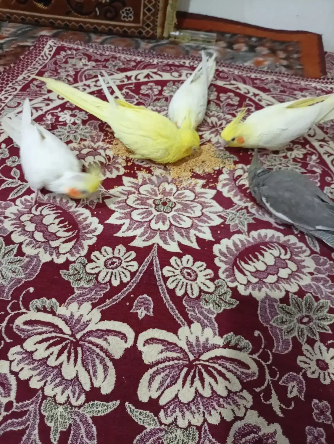 عروس هلندی|پرنده|ایلخچی, |دیوار