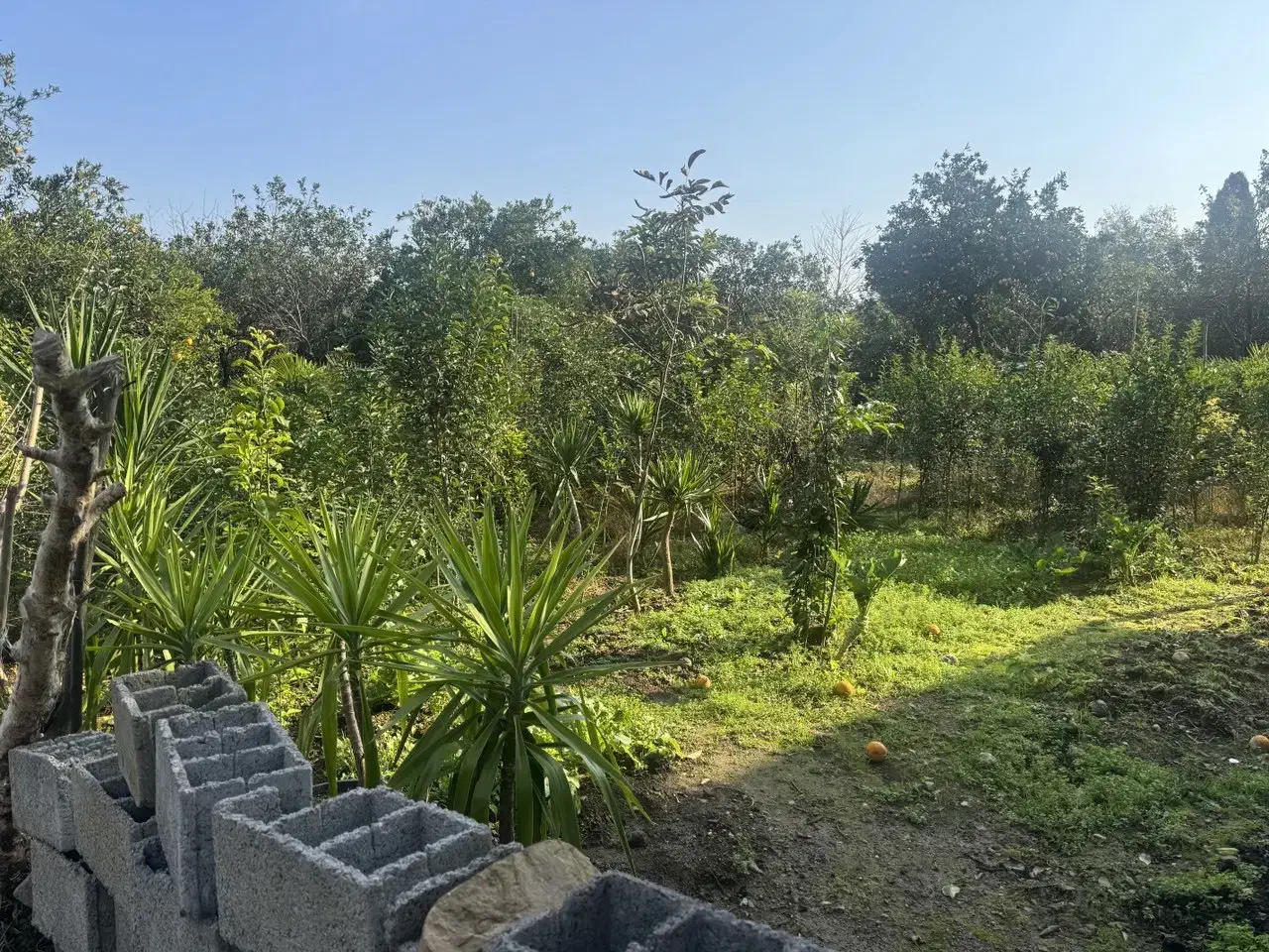 فروش زمین ۲۶۰ متری مسکونی|فروش زمین و ملک کلنگی|نشتارود, |دیوار