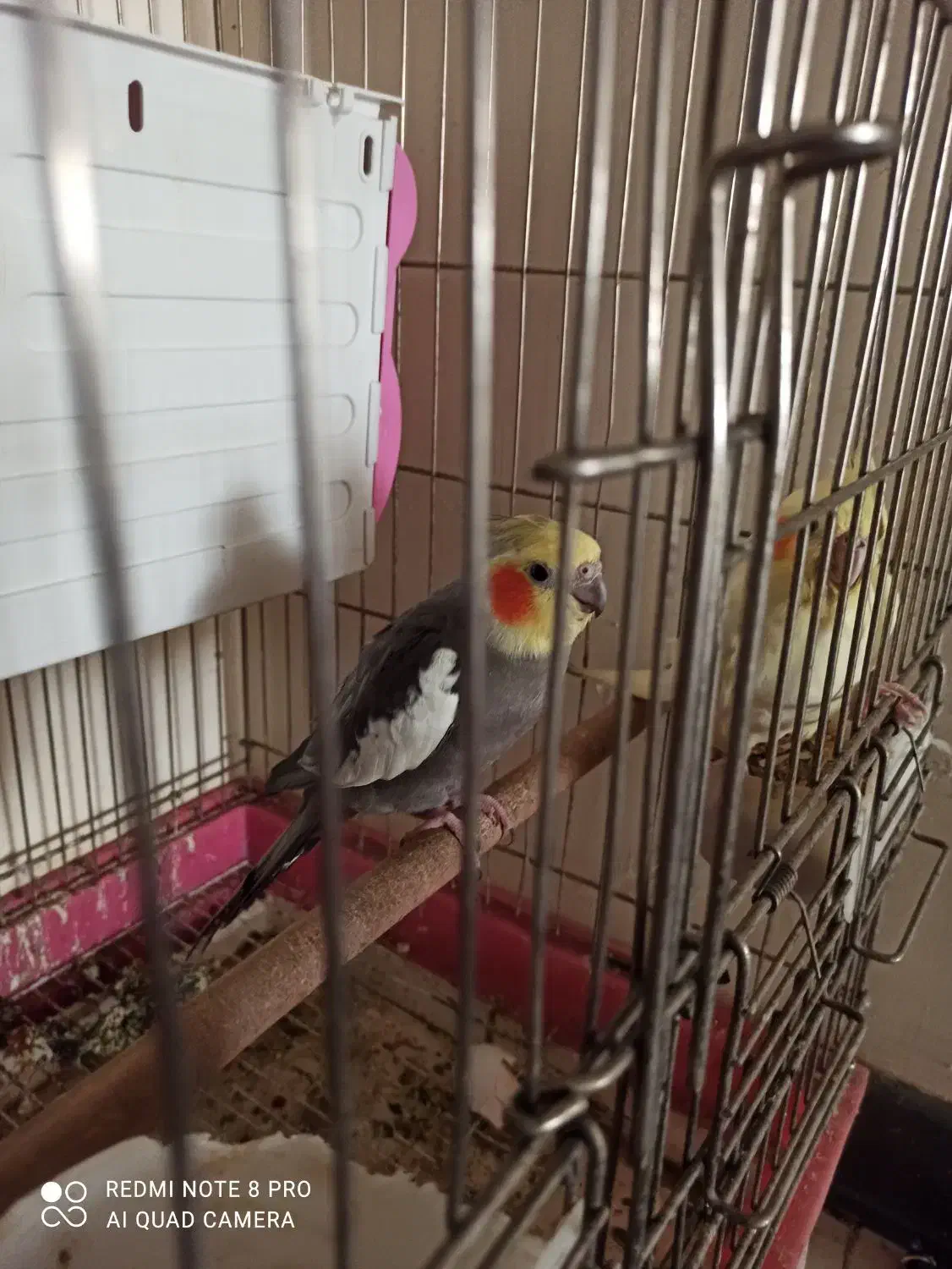 یه جفت عروس هلندی با جوجه|پرنده|شیراز, ابیوردی|دیوار