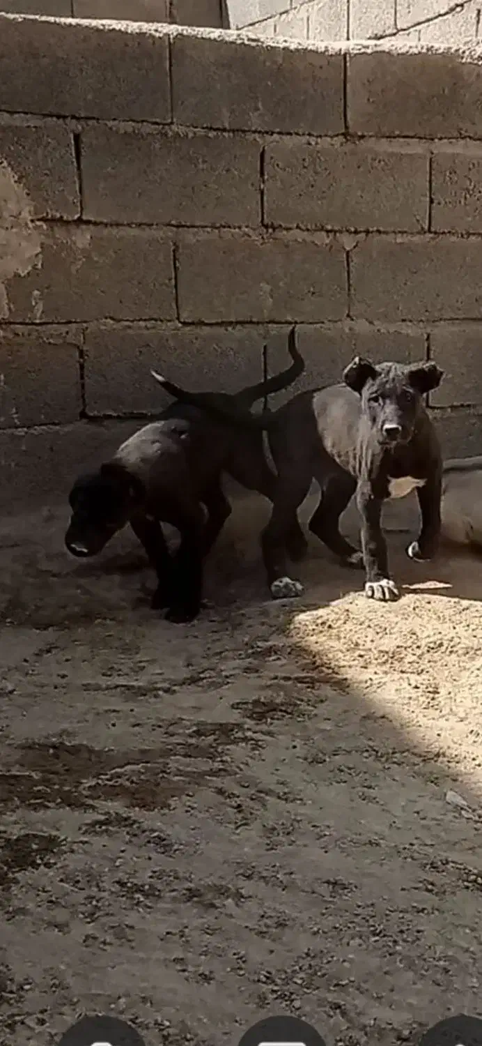 توله سگ|سگ|نسیم‌شهر, |دیوار