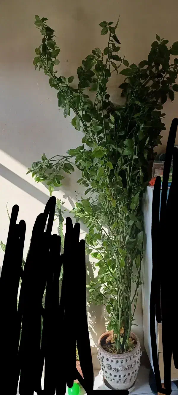 گل طبیعی|گل و گیاه طبیعی|اسلام‌شهر, شهرک قائمیه|دیوار