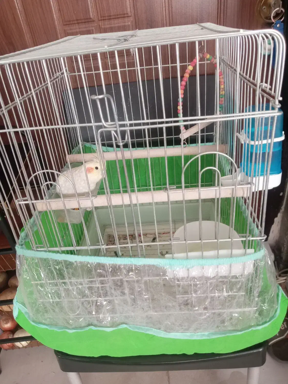 عروس هلندی ماده|پرنده|شیراز, کوشک میدان|دیوار