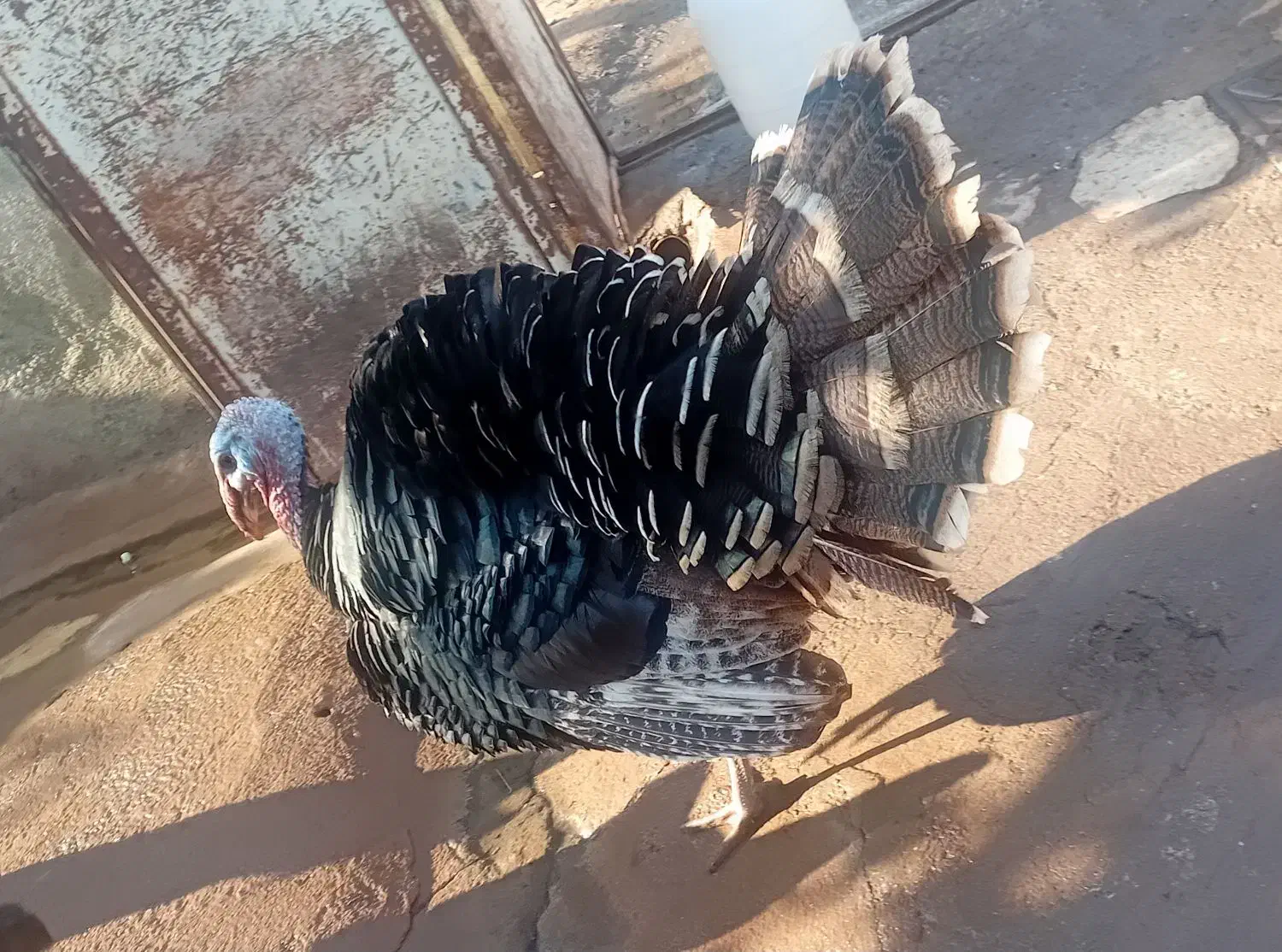 بوقلمون|حیوانات مزرعه|خوی, |دیوار