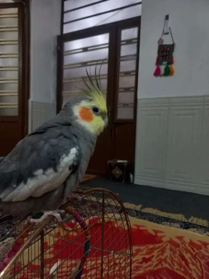 عروس هلندی گمشده|پرنده|لار, |دیوار