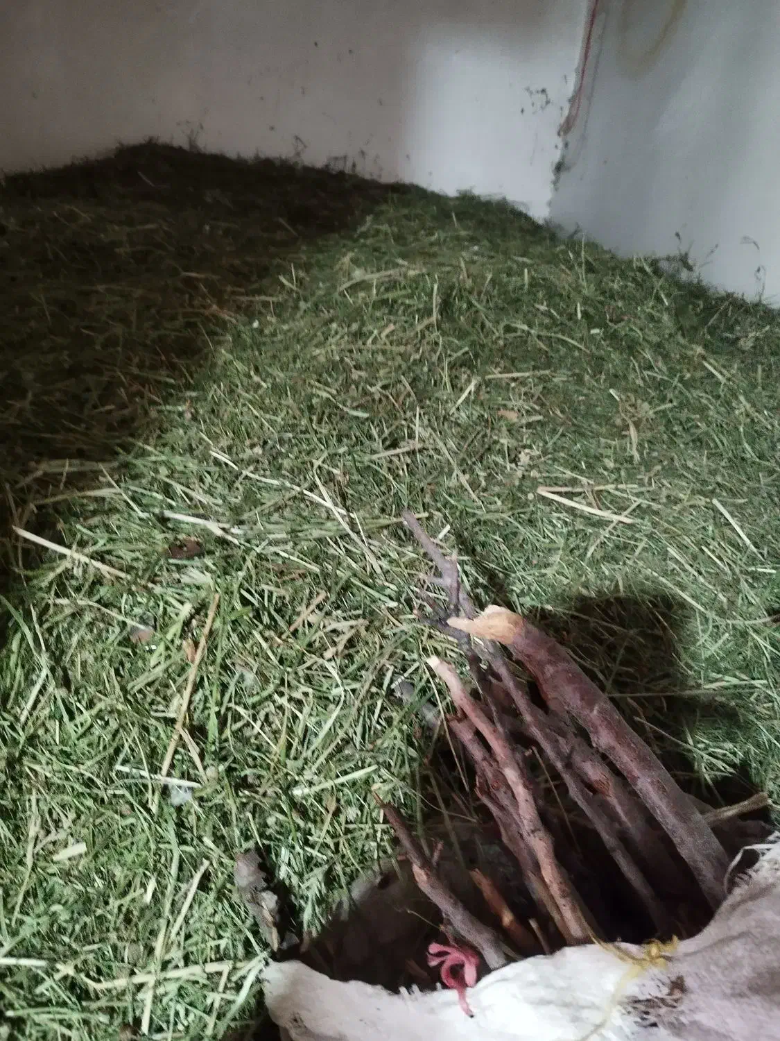 شبدر|خدمات باغبانی و درختکاری|نورآباد, |دیوار