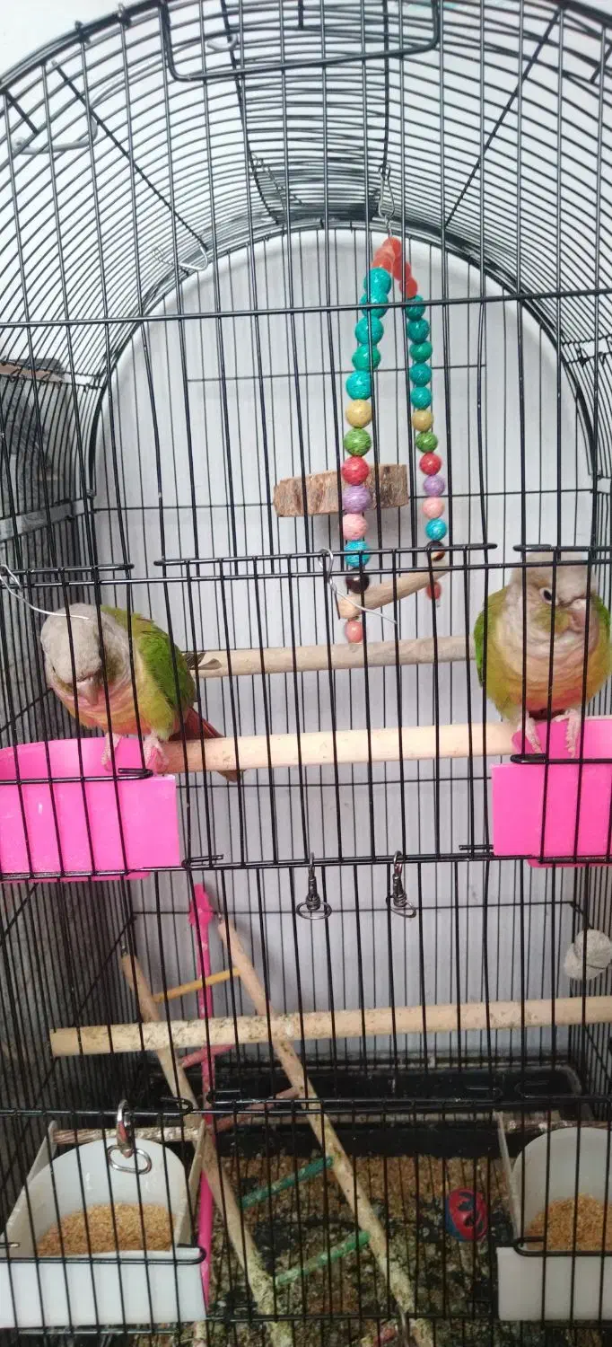 گرینچیک عروس هلندی مرغ عشق|پرنده|مشهد, شهرک مهرگان|دیوار