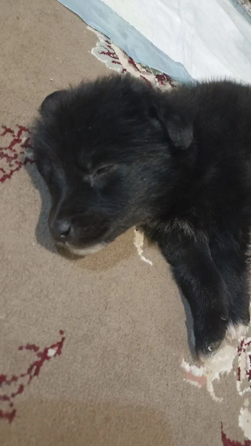 فروش فوری 1 عدد پامر زیر قیمت|سگ|کاشان, فاز ۲ ناجی آباد|دیوار