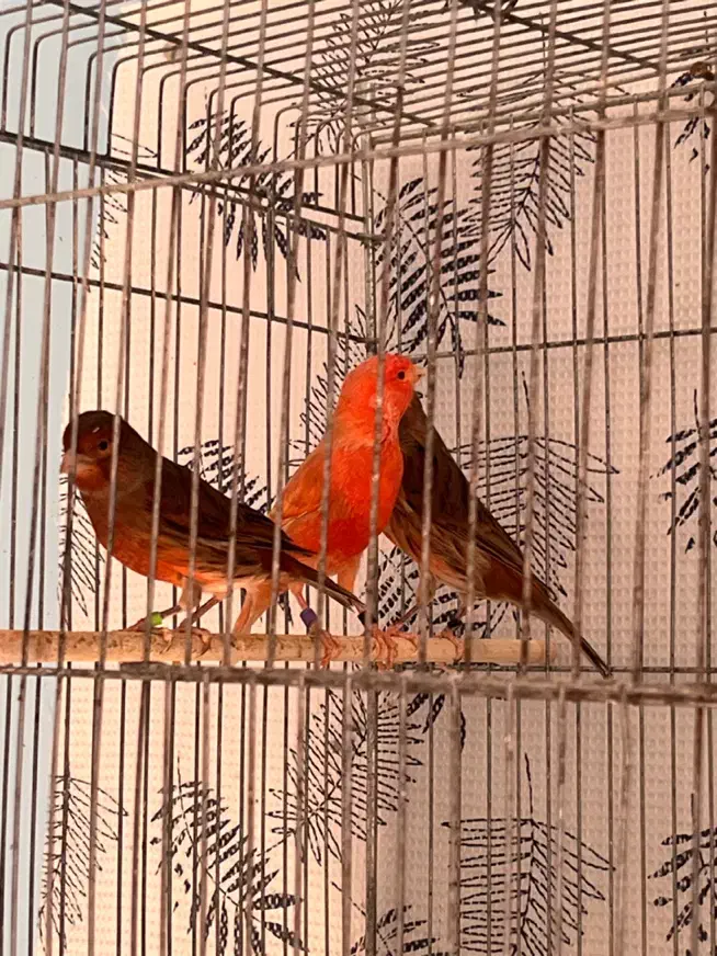 قناری دارچینی و ایزابل اورجینال|پرنده|بجنورد, |دیوار