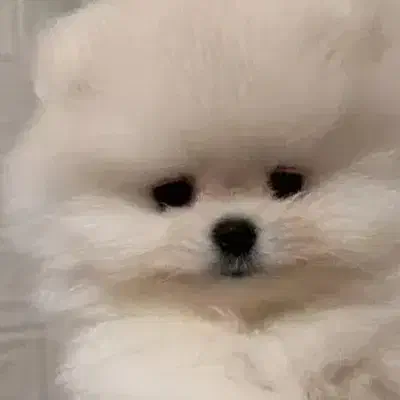 واگذاری هر حیوونی را به عهده میگیرم|سگ|سیرجان, |دیوار