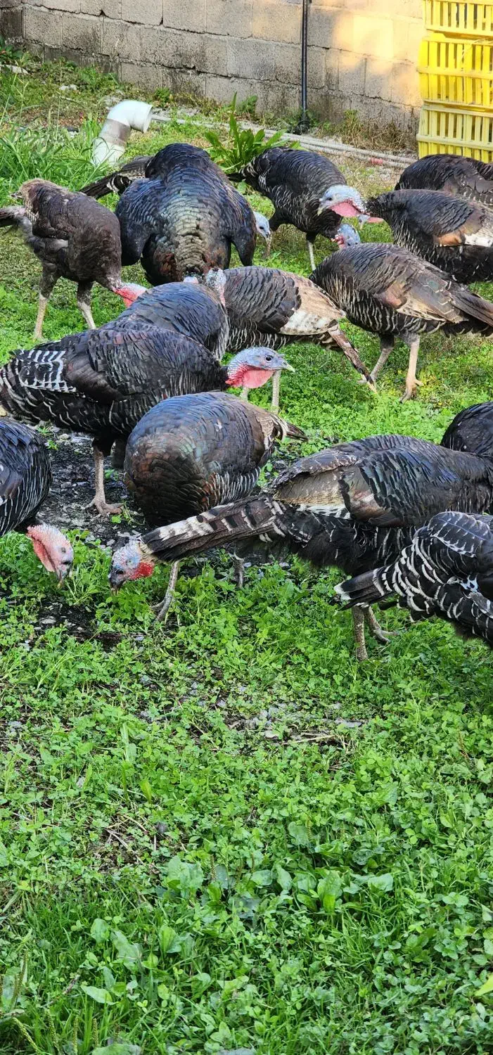 بوقلمون نر و ماده تخمگذار بالغ|حیوانات مزرعه|بابل, |دیوار