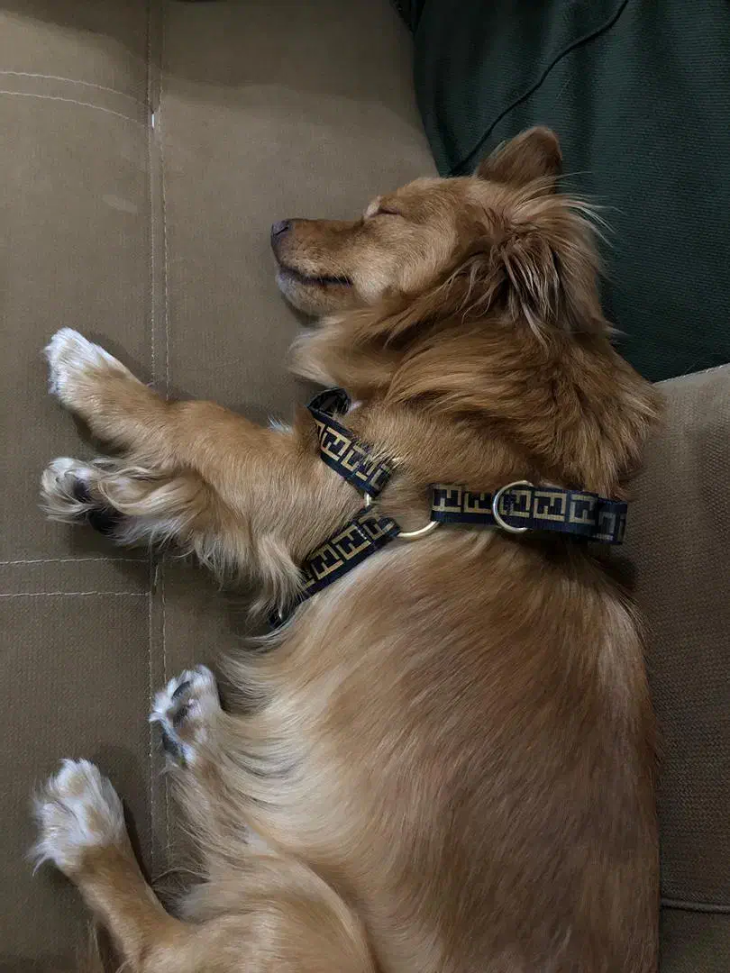 اشپیتز نر جهت جفتگیری|سگ|دزفول, |دیوار