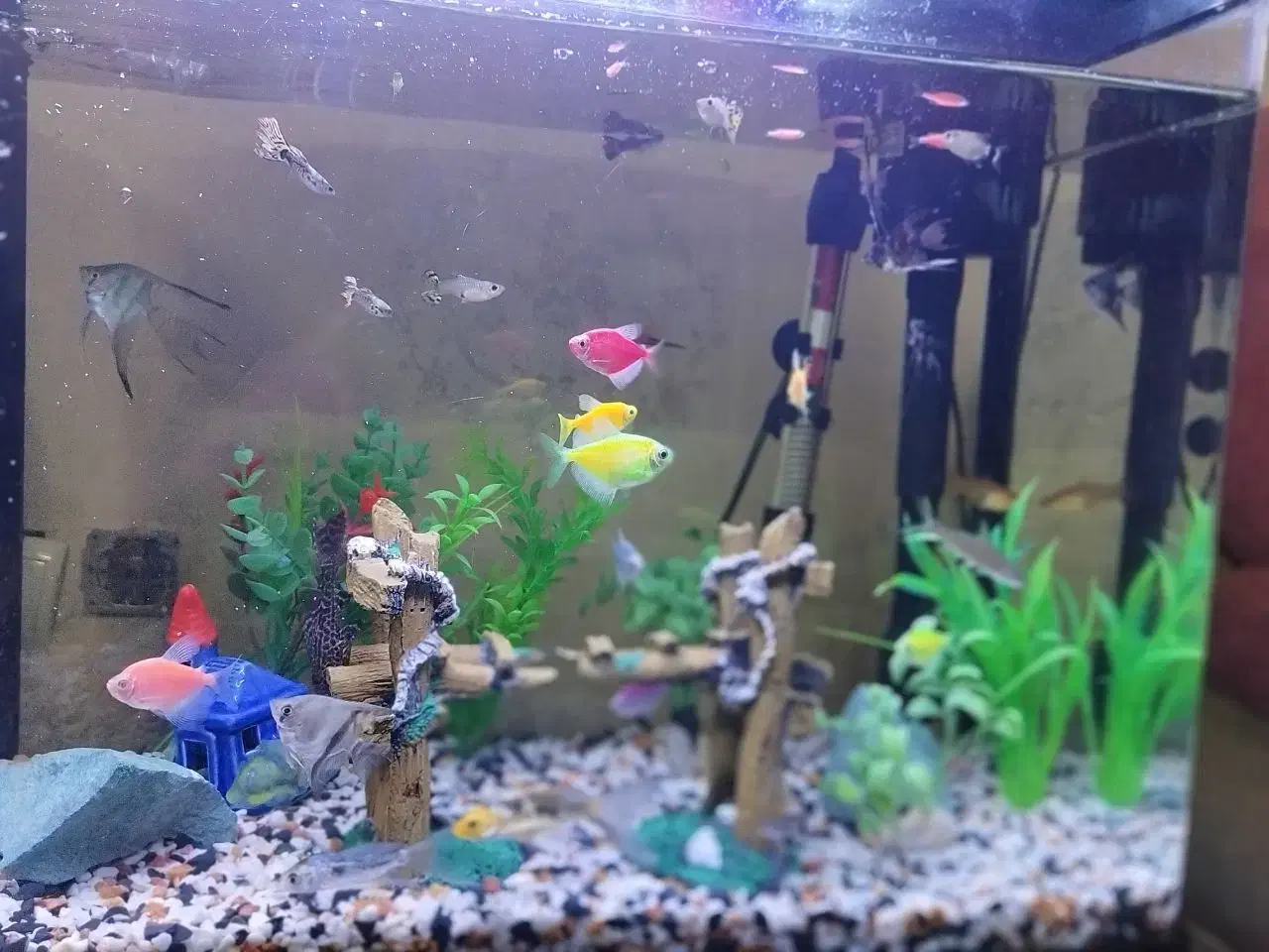 آکواریوم ماهیران|ماهی|قرچک, میرزائی جنوبی|دیوار