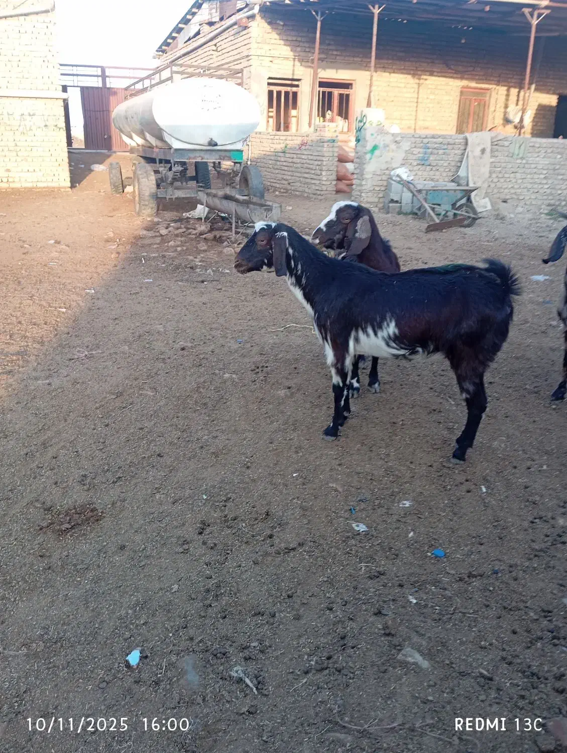 سه راس بز جوان داشتی|حیوانات مزرعه|گنبد کاووس, |دیوار