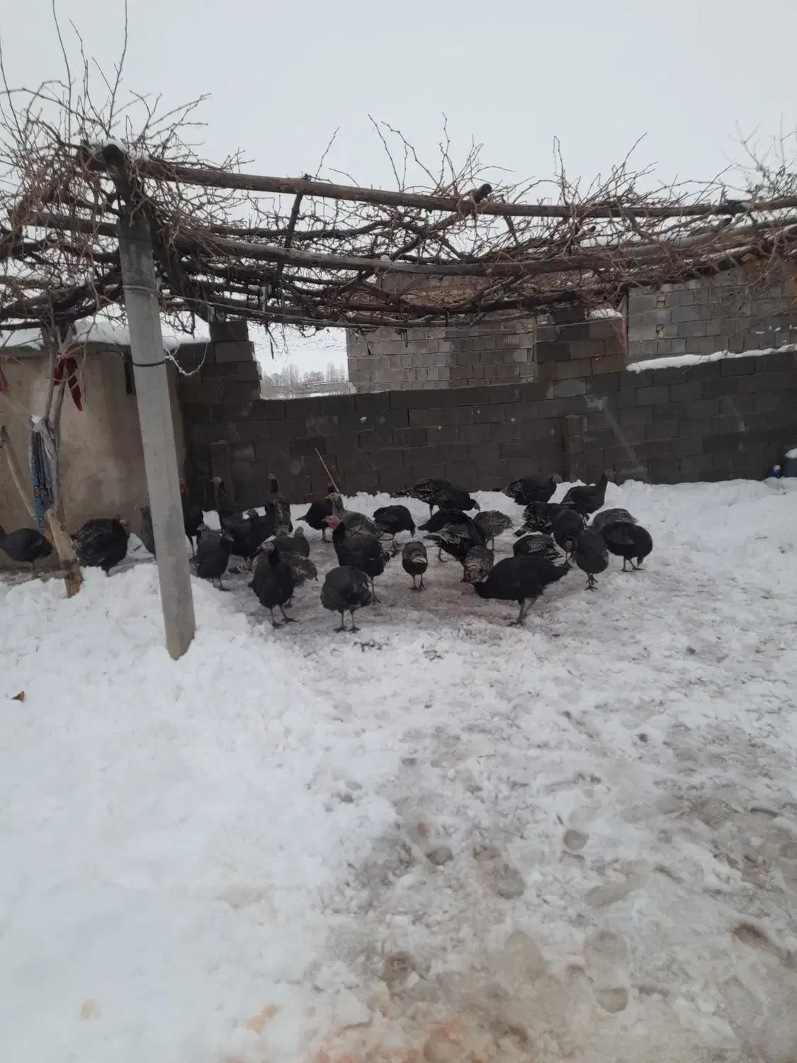 حیوانات خانگی|حیوانات مزرعه|یاسوج, |دیوار