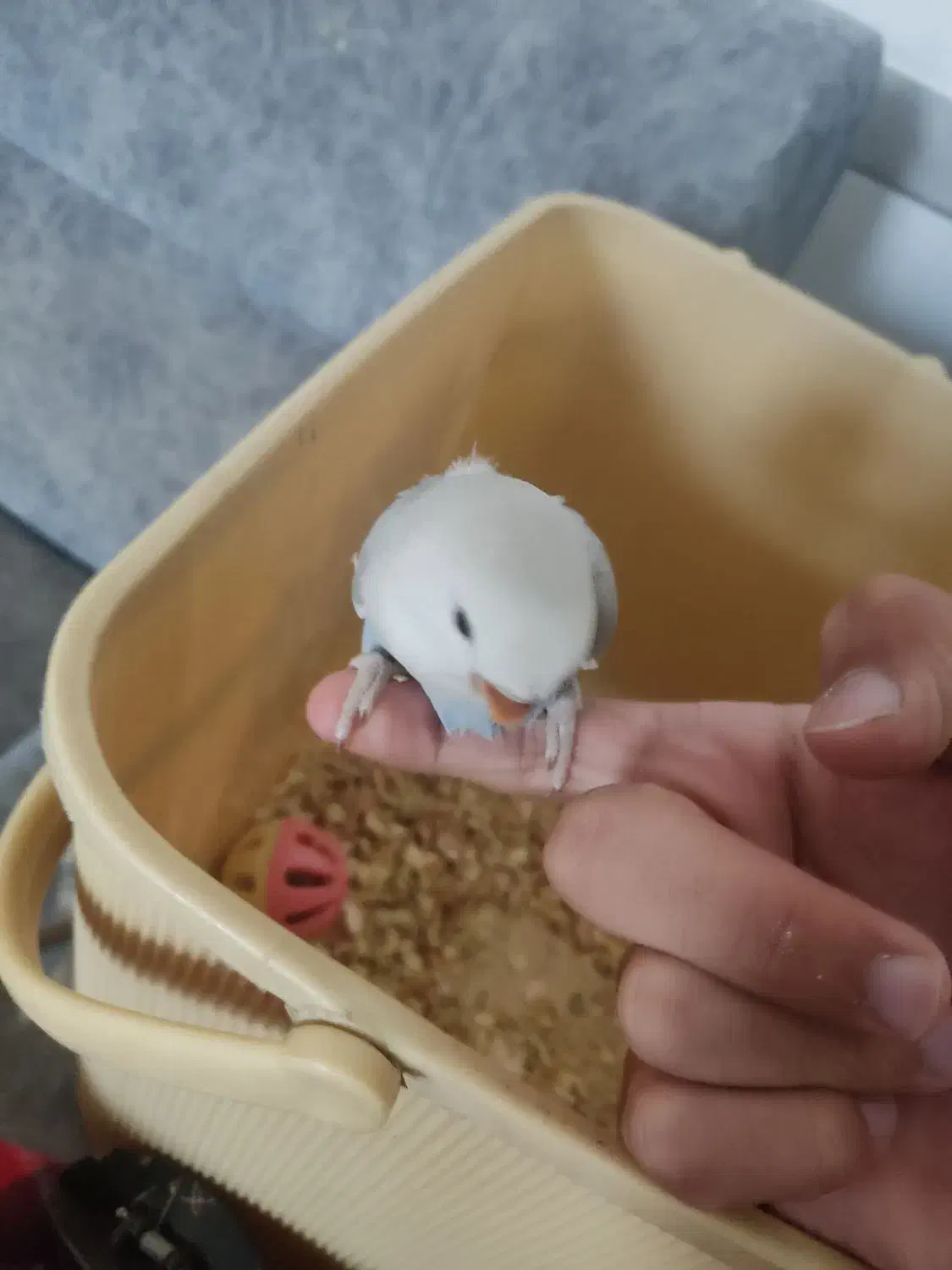 جوجه طوطی کوتوله سرلاکی|پرنده|زرند, |دیوار