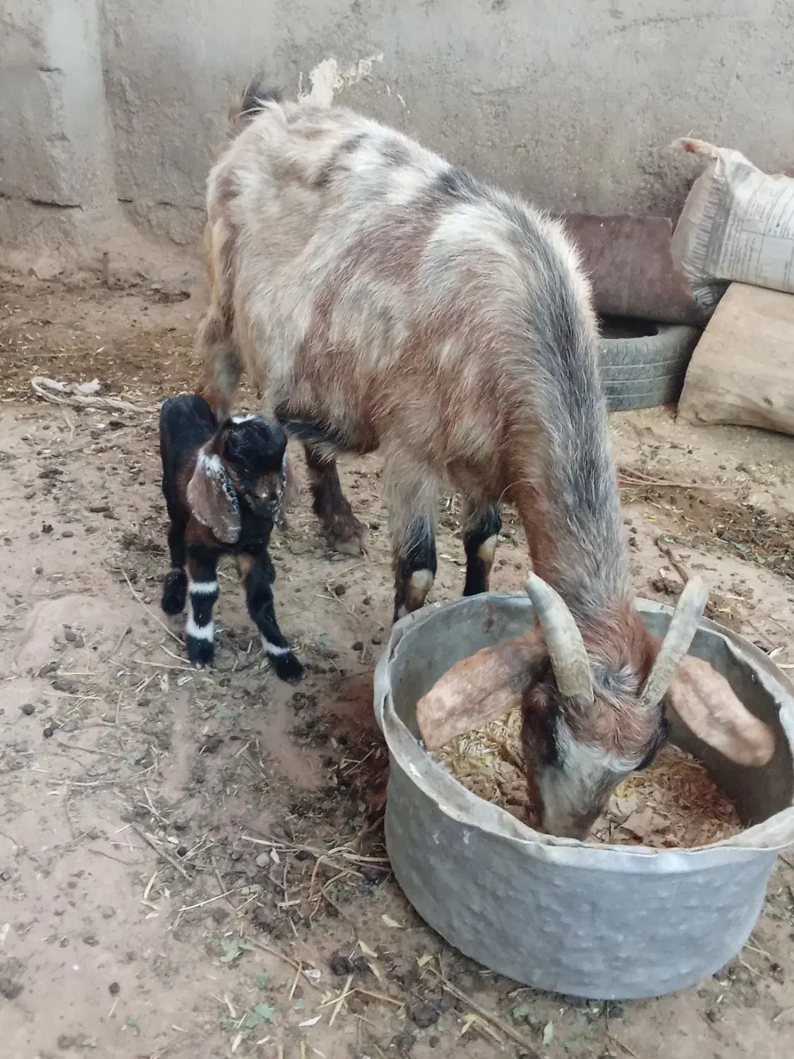 بز کوهی زایده|حیوانات مزرعه|شوش, |دیوار