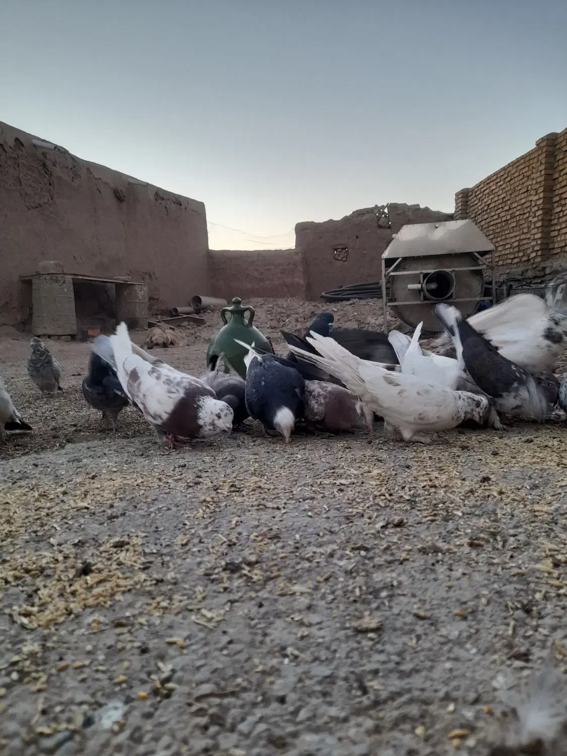 کفتر|پرنده|افشار, |دیوار