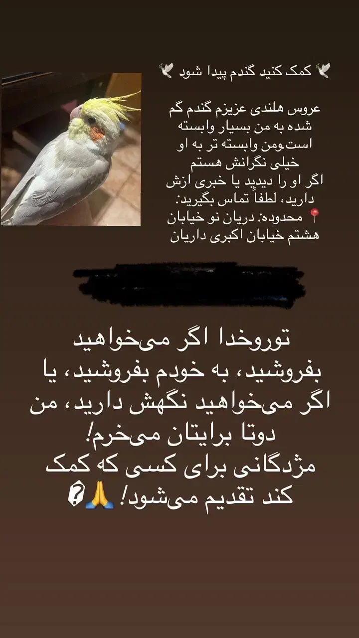 عروس هلندی|پرنده|تهران, دریان‌نو|دیوار