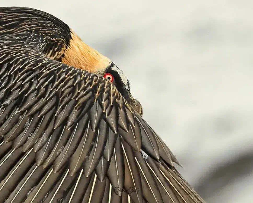 همای سعادت گردنبند|بدلیجات|صومعه‌سرا, |دیوار