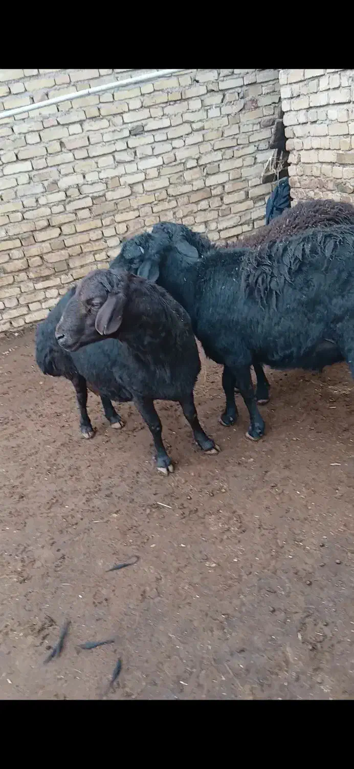 با سلام قوچ قرقزل فروشی|حیوانات مزرعه|قیدار, |دیوار