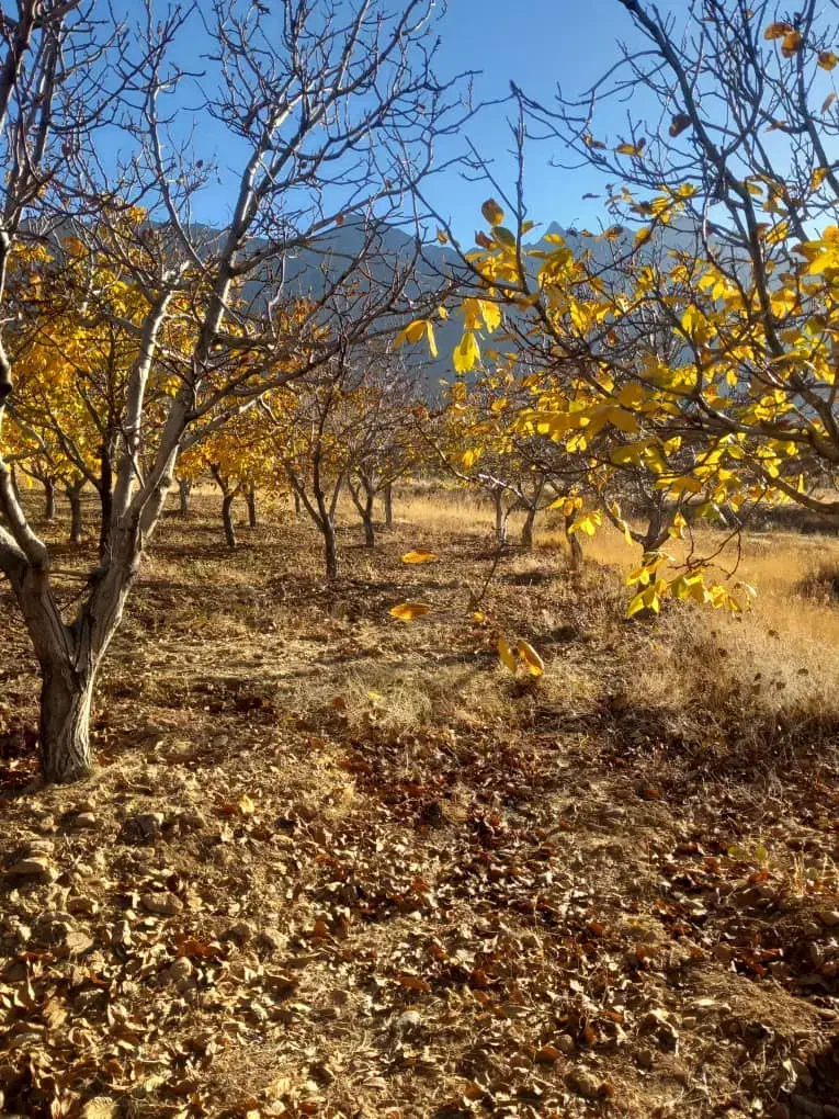 فروش باغ درخت گردو|فروش زمین و ملک کلنگی|بوئین و میاندشت, |دیوار