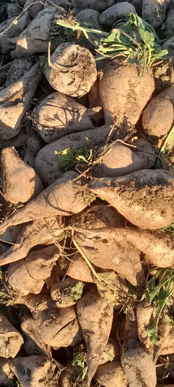 چغندر|لوازم جانبی حیوانات|صحنه, |دیوار