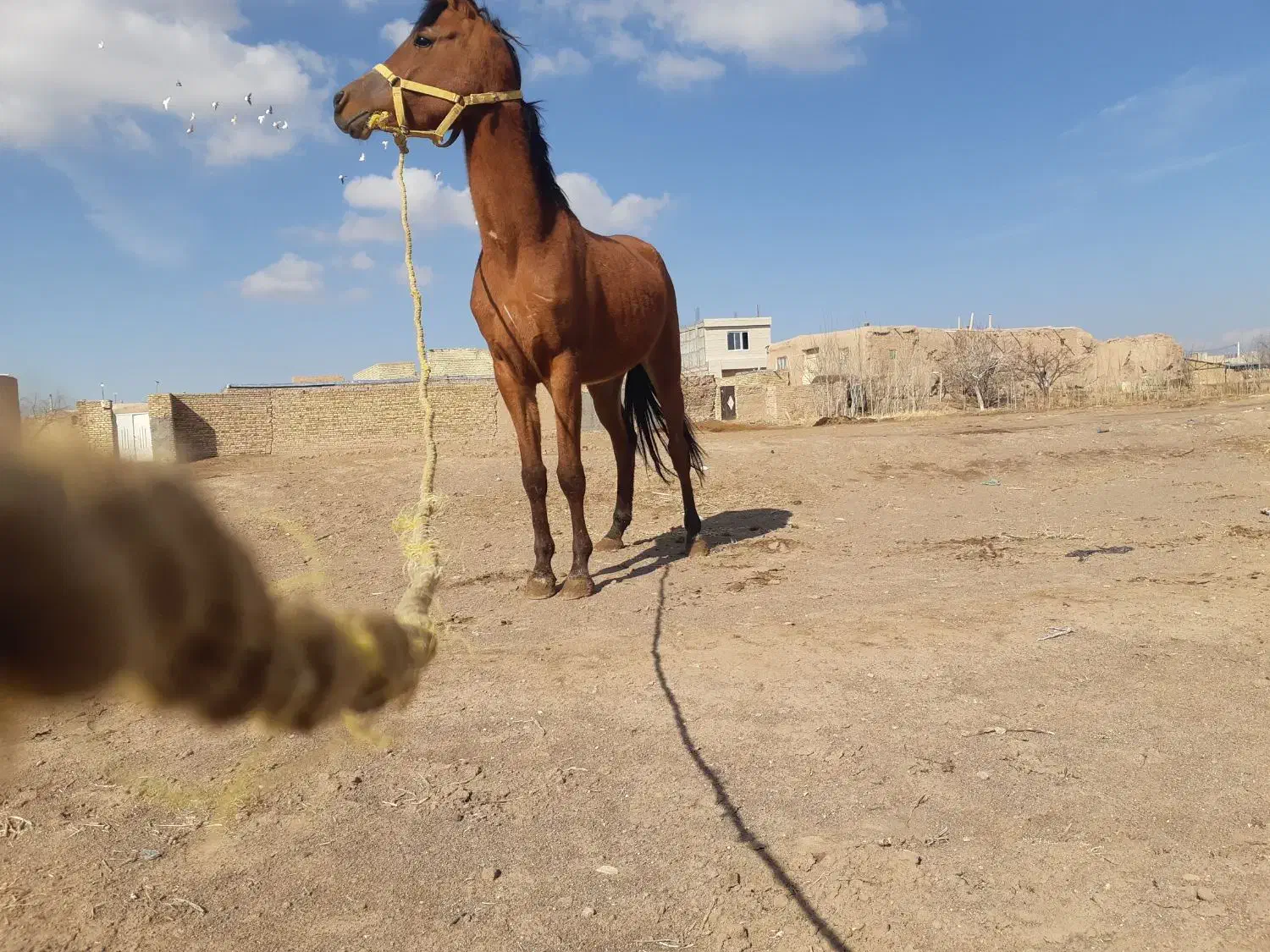 نریان|اسب و تجهیزات اسب‌سواری|دشتابی, |دیوار