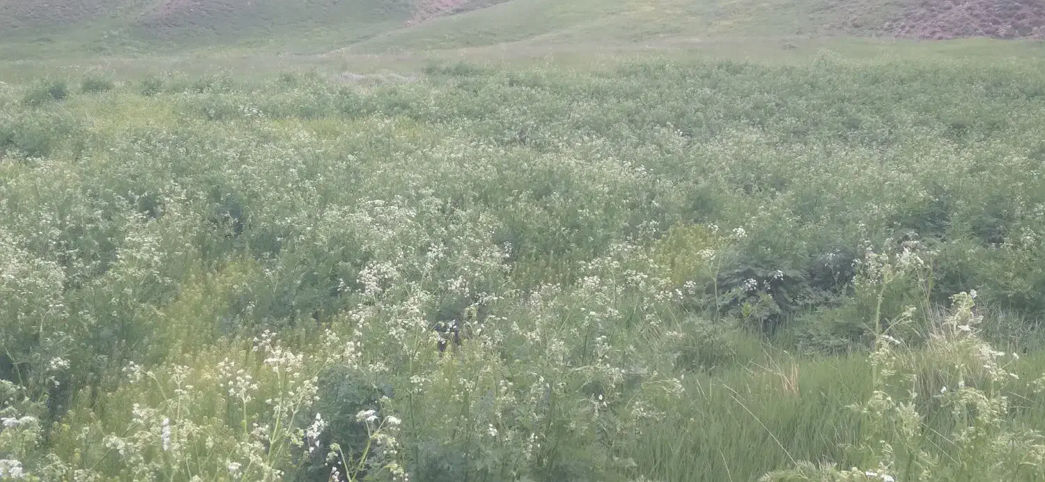 یونجه|لوازم جانبی حیوانات|خوی, |دیوار