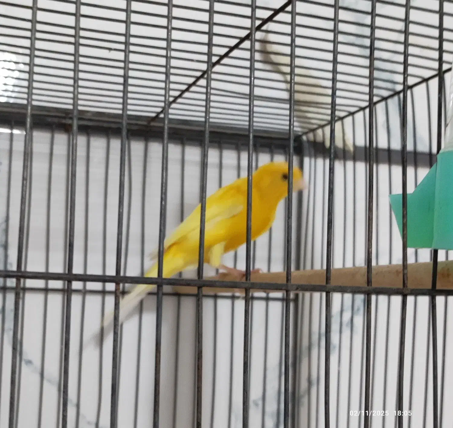 برزیلی اوپال و قناری|پرنده|الوند, |دیوار