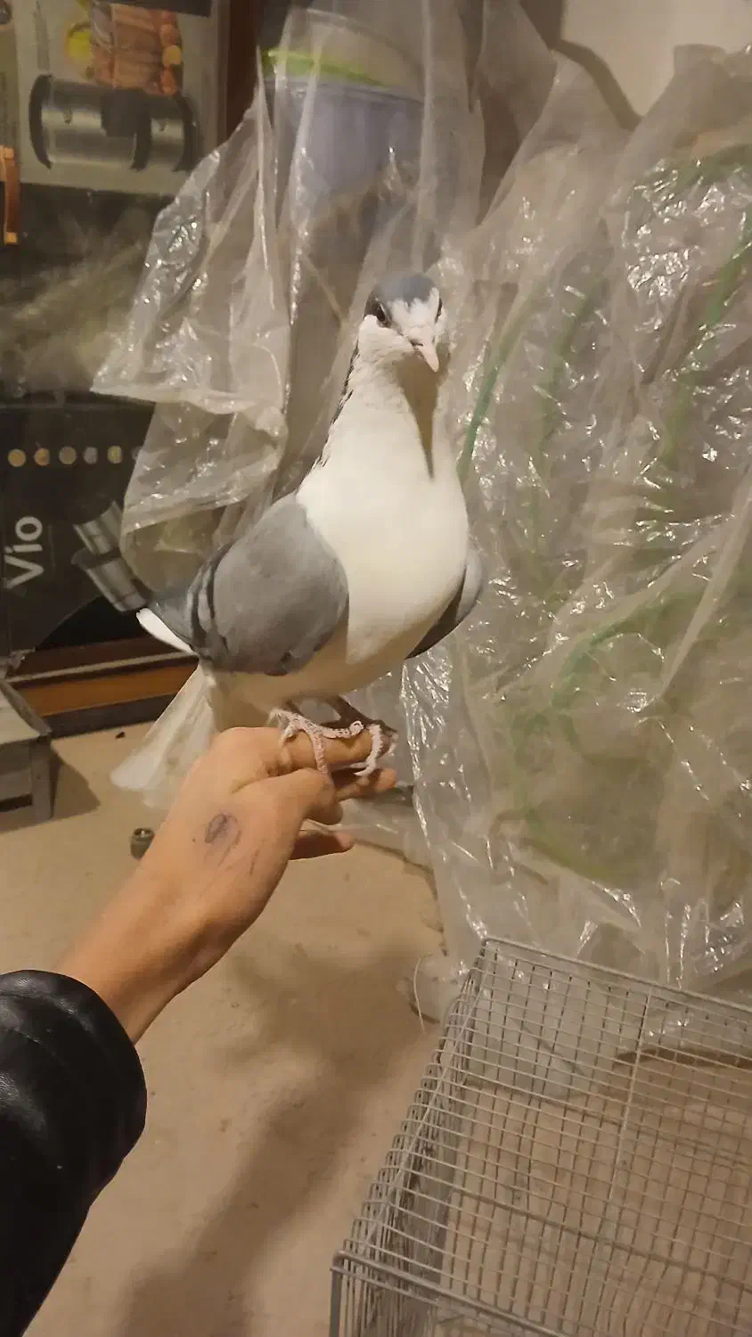 کبوتر بدرنگ|پرنده|شاهینشهر, گزبرخوار|دیوار