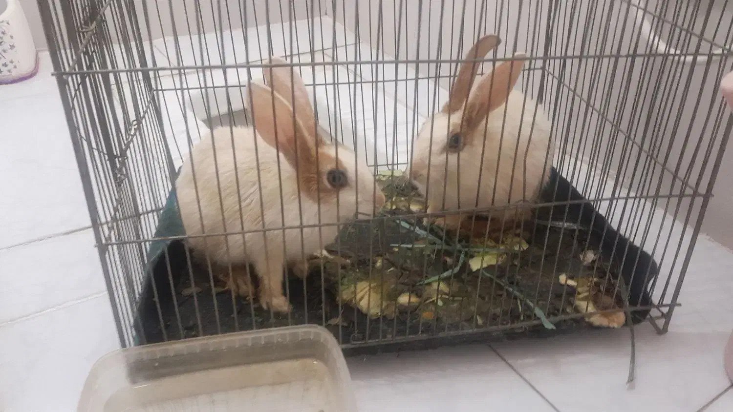 3عددخرگوش|موش و خرگوش|سنندج, |دیوار