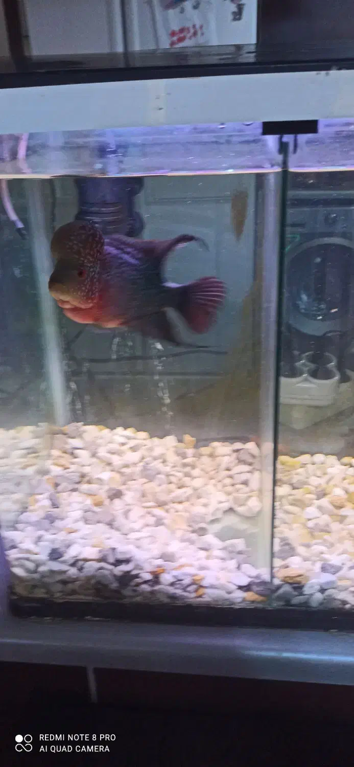 فلاور نر و ماده|ماهی|بندرعباس, |دیوار