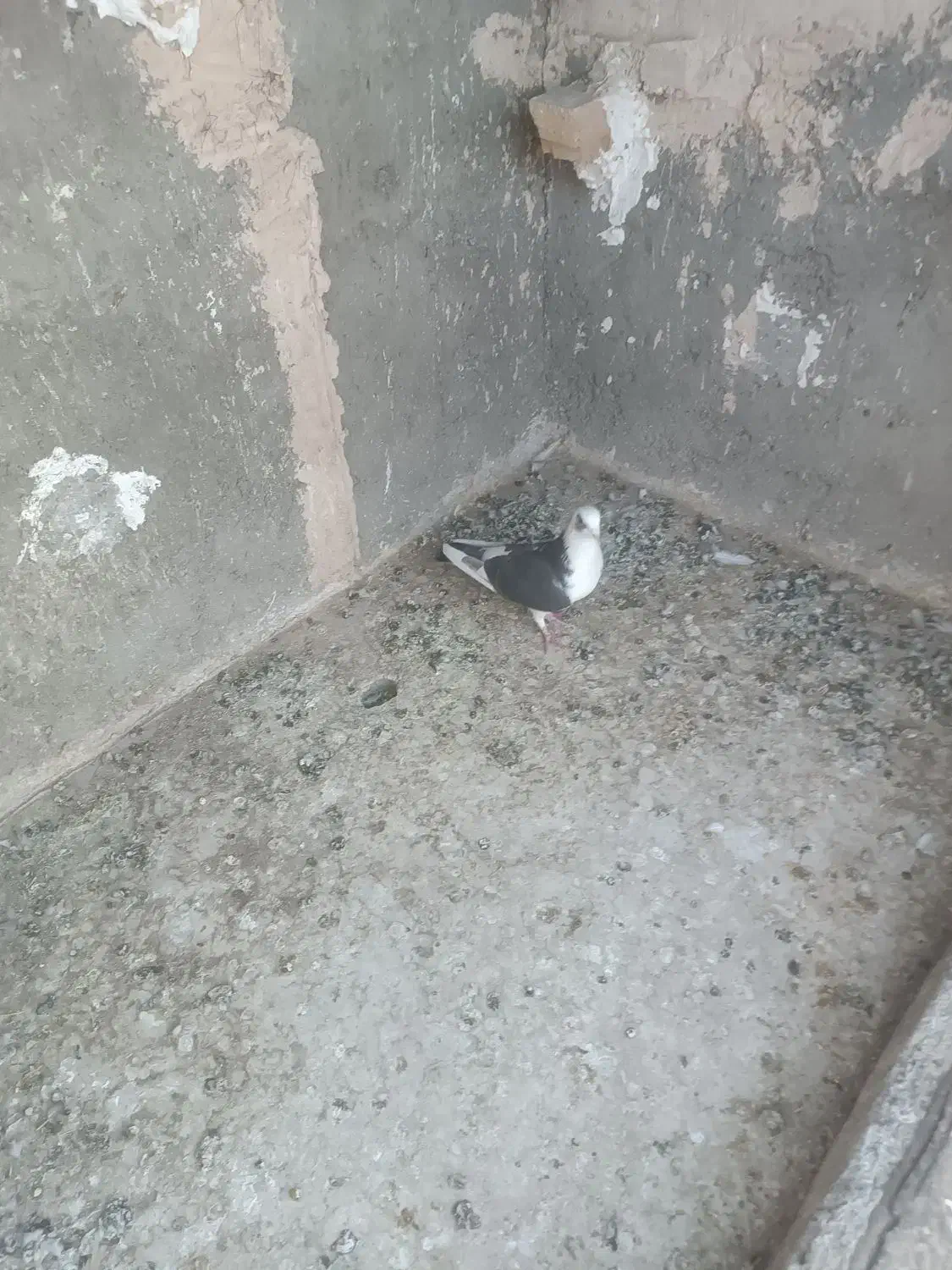 کبوتر|پرنده|نیشابور, سرآب کوشک|دیوار