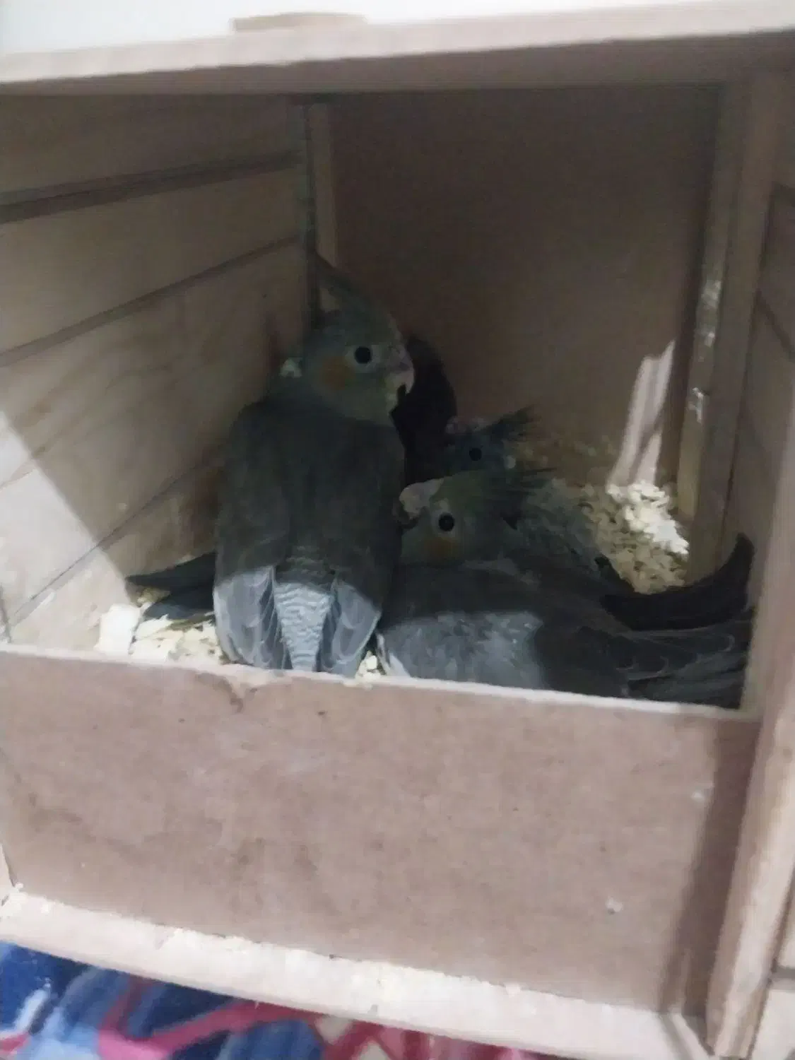 عروس هلندی نرو ماده با پنچ تا جوجه|پرنده|کرج, اخگرآباد|دیوار