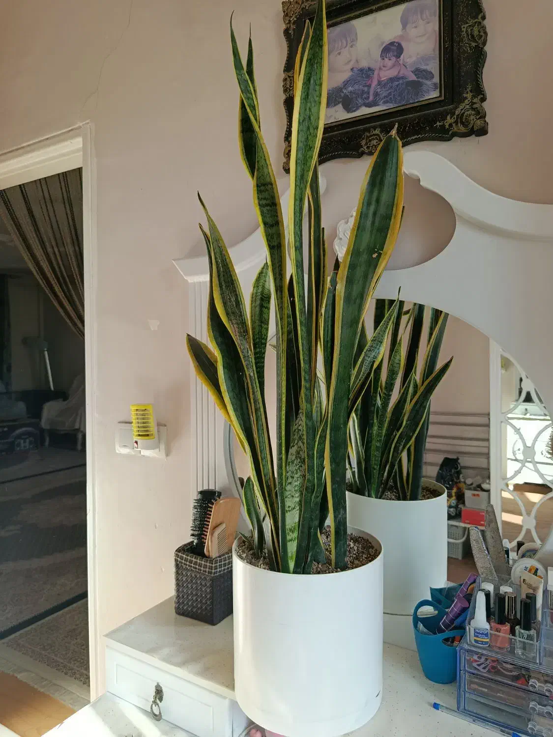 گل طبیعی قیمت مناسب|گل و گیاه طبیعی|قزوین, |دیوار