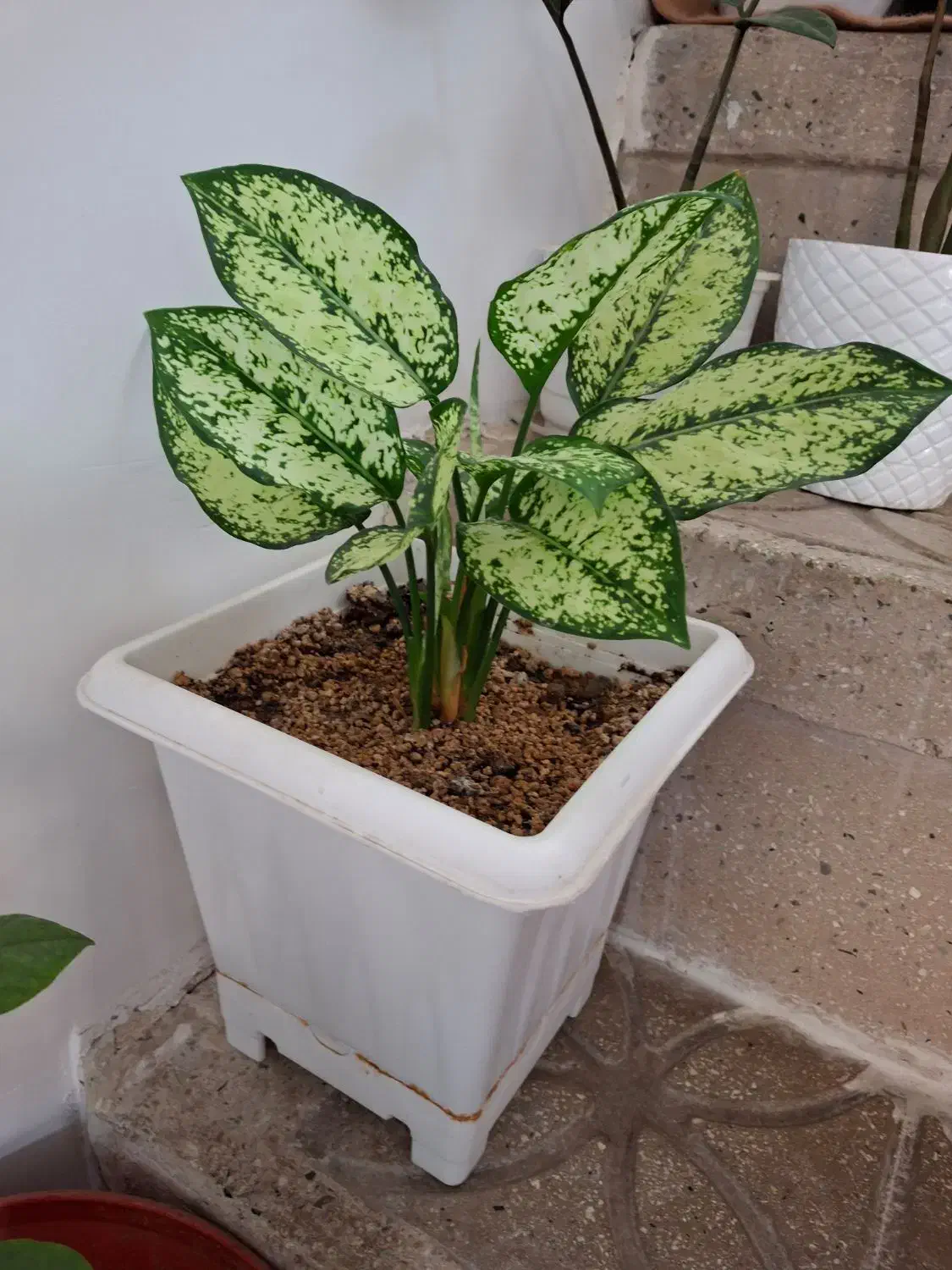 گل های زیبا|گل و گیاه طبیعی|مرند, |دیوار