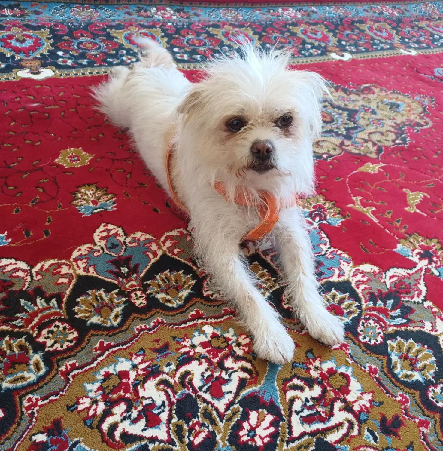 سگ خونگی|سگ|تاکستان, |دیوار