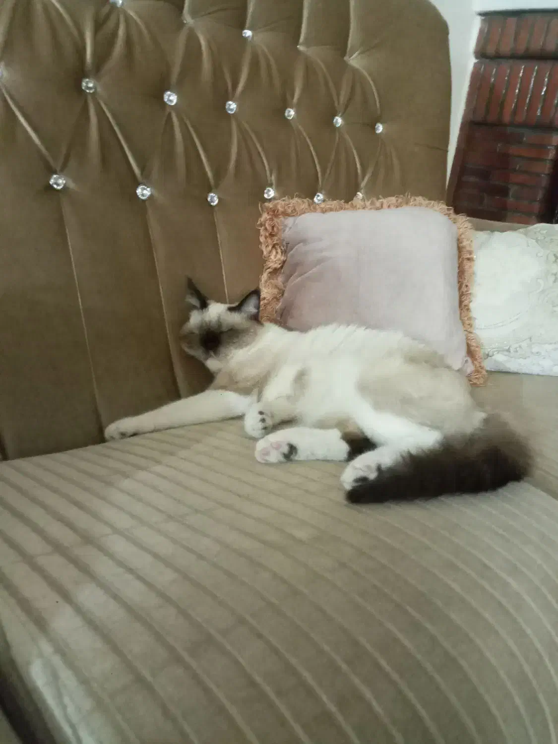 نژاد هیمالین|گربه|شاهرود, |دیوار